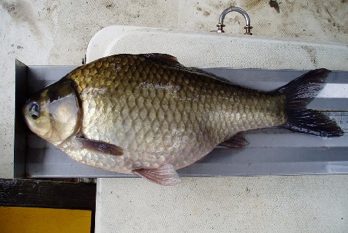  45.6p